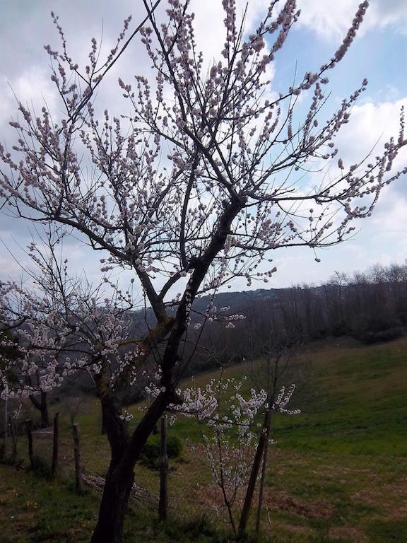 Agriturismo Norianino Монтемерано Екстериор снимка